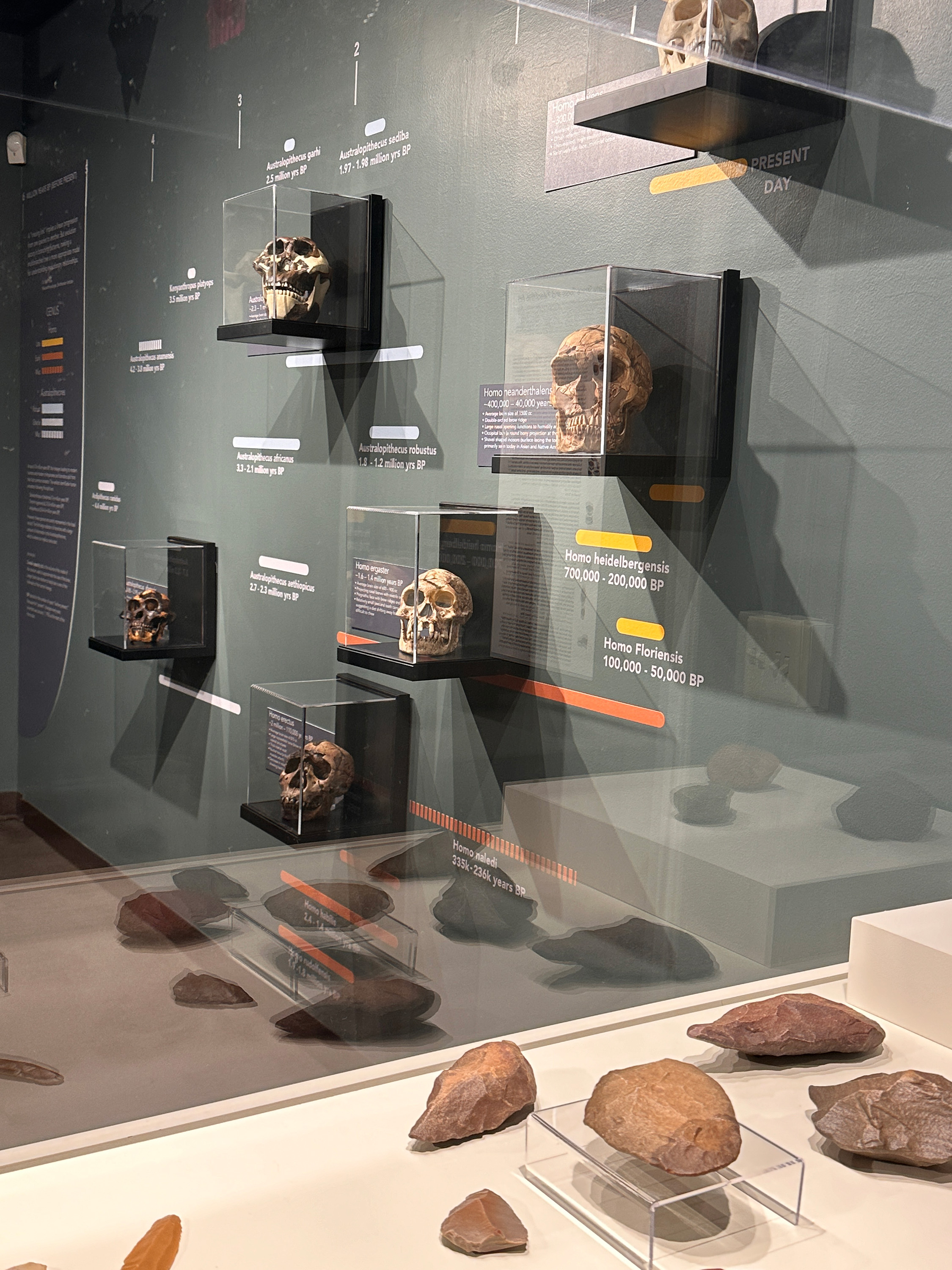 Human origins exhibit.