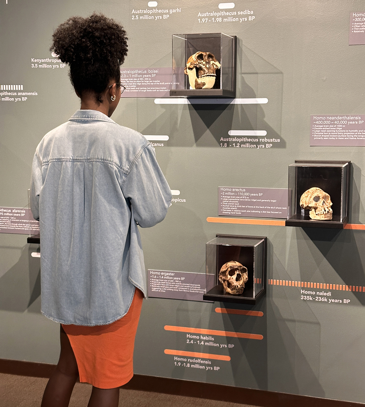 Viewing early humans exhibit